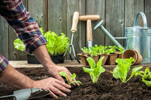 Gardener inspecting a residential garden